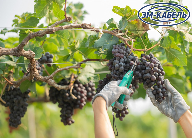 30 тонн «AGROпроволоки» на виноградниках Крыма